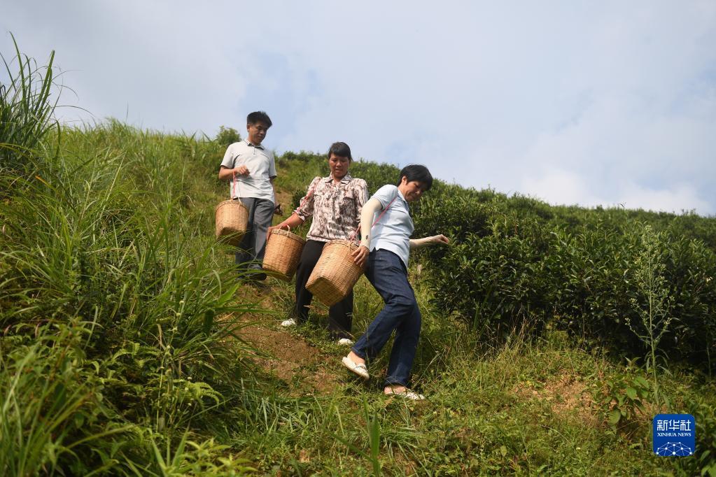 在廣西蒼梧縣六堡鎮(zhèn)山坪村，祝雪蘭（前）和村民采茶后走下茶山（2022年9月22日攝）。新華社記者 陸波岸 攝